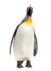 king penguin standing in front of a white background