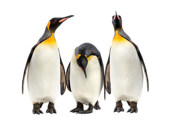 King penguins walking in a row, isolated