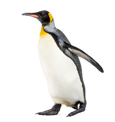 Side view of a king penguin walking, isolated on white - obrazy, fototapety, plakaty