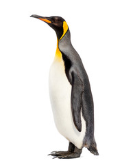king penguin standing in front of a white background © Eric Isselée