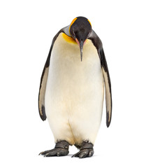Fototapeta premium king penguin standing in front of a white background
