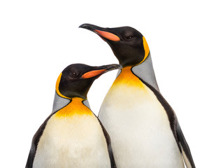 Close-up of two king penguins, isolated on white