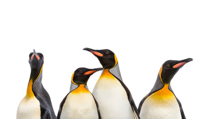 Close-up on a King penguin heads in a row, isolated