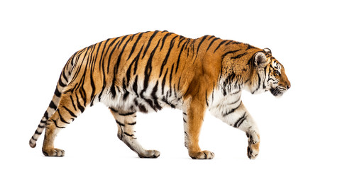Side view of a walking tiger, big cat, isolated on white