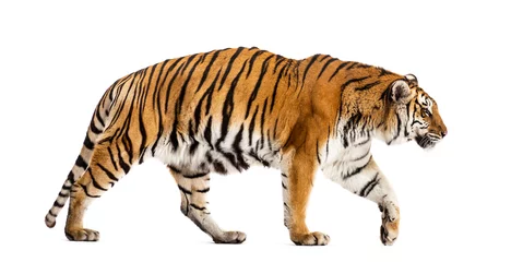 Foto op Plexiglas Zijaanzicht van een wandelende tijger, grote kat, geïsoleerd op wit © Eric Isselée