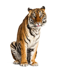 Fototapeta na wymiar Tiger sitting in front of a white background, big cat,