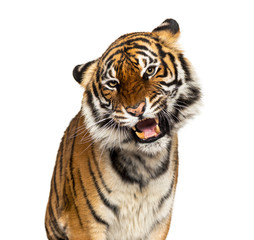 Fototapeta premium Close-up on a Grumpy tiger's head, big cat, isolated on white