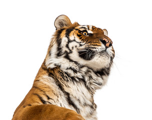 Close-up on a male tiger's head looking up, big cat, isolated