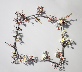 Spring background. Frame of fresh twigs of blooming cherry. Nature concept. Flat lay. Place for text.