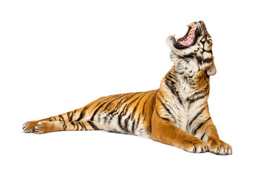 Tiger lying down and yawning, big cat, isolated on white