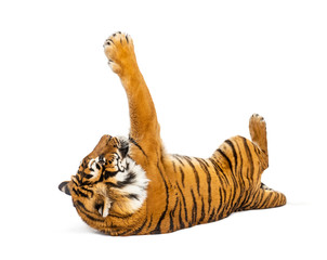 Tiger lying down and playing, big cat, isolated on white