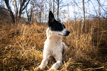 Dog resting next to its owner a traveler in a field in dry grass in the fresh air
