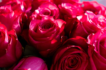 Bright pink roses close-up.Nature concept