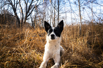 Dog resting next to its owner a traveler in a field in dry grass in the fresh air