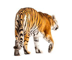 Back view of a tiger walking ok going away, big cat, isolated