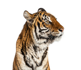 Close-up on a male tiger's head, big cat, isolated on white