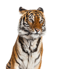 Portrait of a male tiger's head, big cat, isolated on white