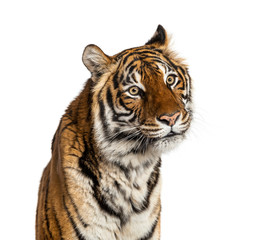 Fototapeta na wymiar Close-up on a male tiger's head, big cat, isolated on white