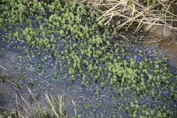 Forest swamp during springtime natural reserve