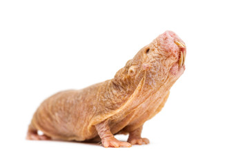 Naked Mole-rat looking up, hairless rat, isolated on wihte