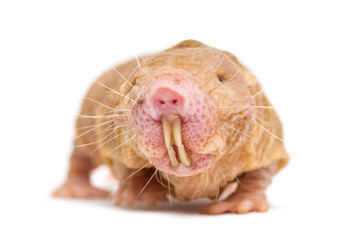 Front view of a Naked Mole-rat, hairless rat, isolated on wihte - obrazy, fototapety, plakaty