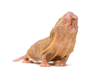 Naked Mole-rat, hairless rat, isolated on wihte