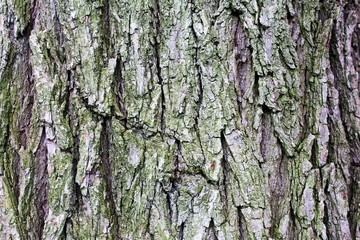 tree bark