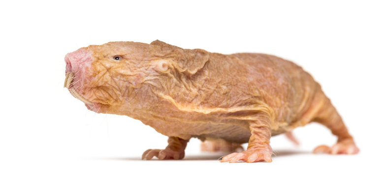Naked Mole-rat, hairless rat, isolated on wihte