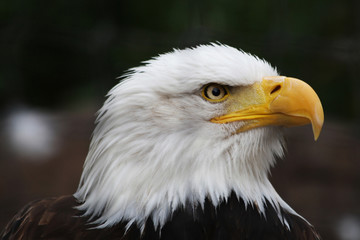 Fototapeta premium Weisskopfseeadler