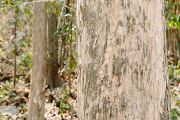 Teak tree in the forest	