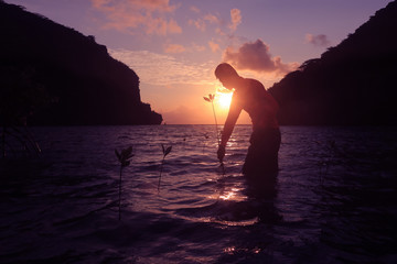 Men planting trees in the mangrove forest by the sea in the morning, at sunrise.