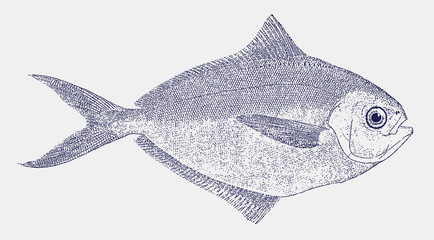 American Atlantic butterfish peprilus triacanthus from the coast of North America © M