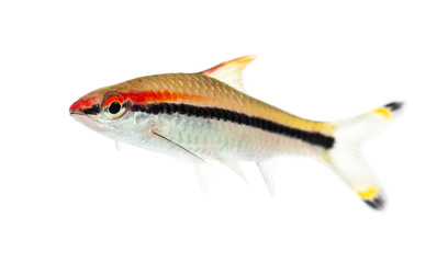 Side vie of a Denison barb, fish, Sahyadria denisonii, isolated