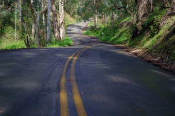 road in the forest