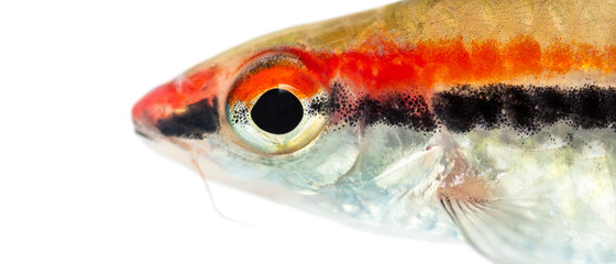 Close-up of a Denison barb face, Sahyadria denisonii, isolated