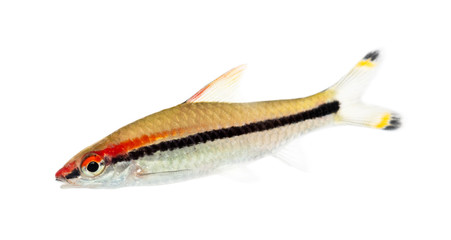 Denison barb, Sahyadria denisonii, isolated on white
