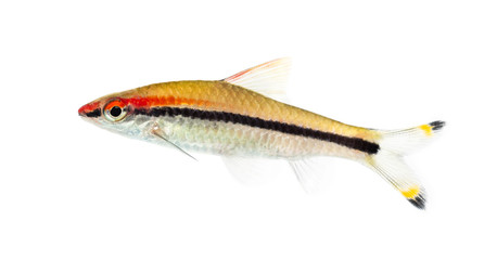 Denison barb, Sahyadria denisonii, isolated on white