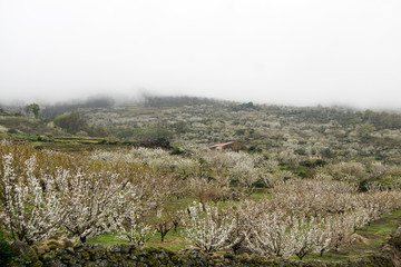 Valle del Jerte