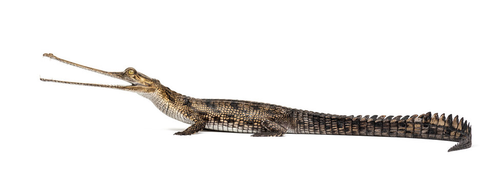 side viw of a Young Fish-eating crocodile, Gavial