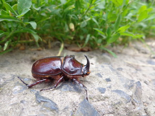 Macro photography of rhinoceros beetle on green grass background in summer