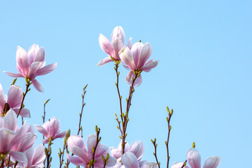 Beautfiul pink Magnolia flowers with bright blue sky. Spring  vibes background.
