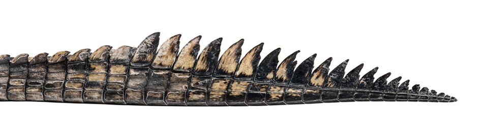 detail of a Fish-eating crocodile tail, Gavialis gangeticus