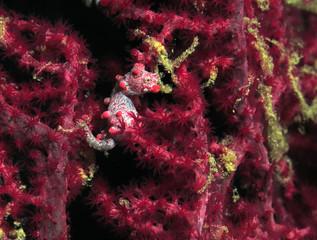 Pregnant Pygmy seahorse Hippocampus bargibanti on gorgonian  Boracay Philippines   