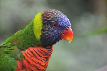 Sun conures - detail of eye, beak and plummage