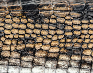 detail of a Fish-eating crocodile scales, Gavial