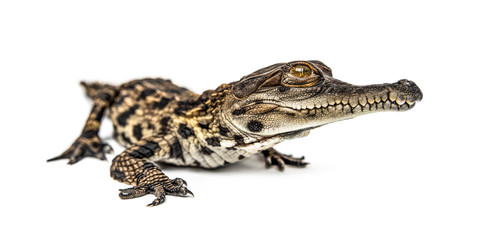 Naklejka premium Young West African slender-snouted crocodile,