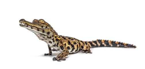 West African slender-snouted crocodile, Mecistops cataphractus