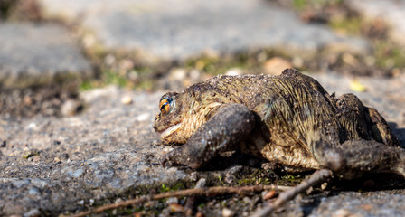 Toter Frosch beim überqueren einer Straße