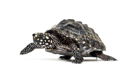 Side view of a Walking Black pond turtle, Geoclemys hamiltonii