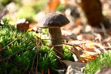 In wood among the fallen down leaves and a moss the birch mushroom has grown.